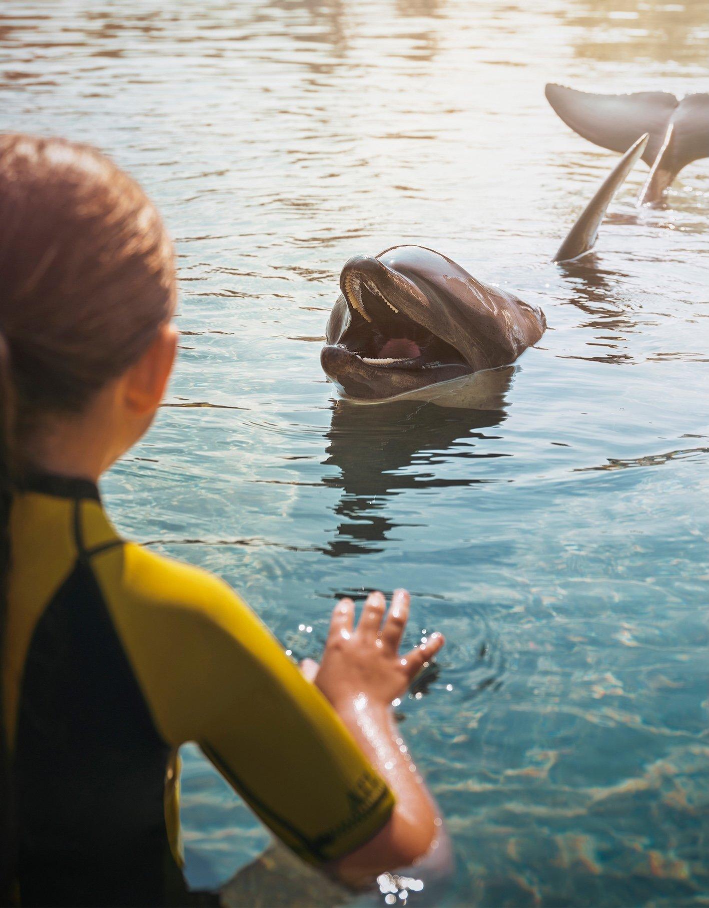 Dolphin Experiences